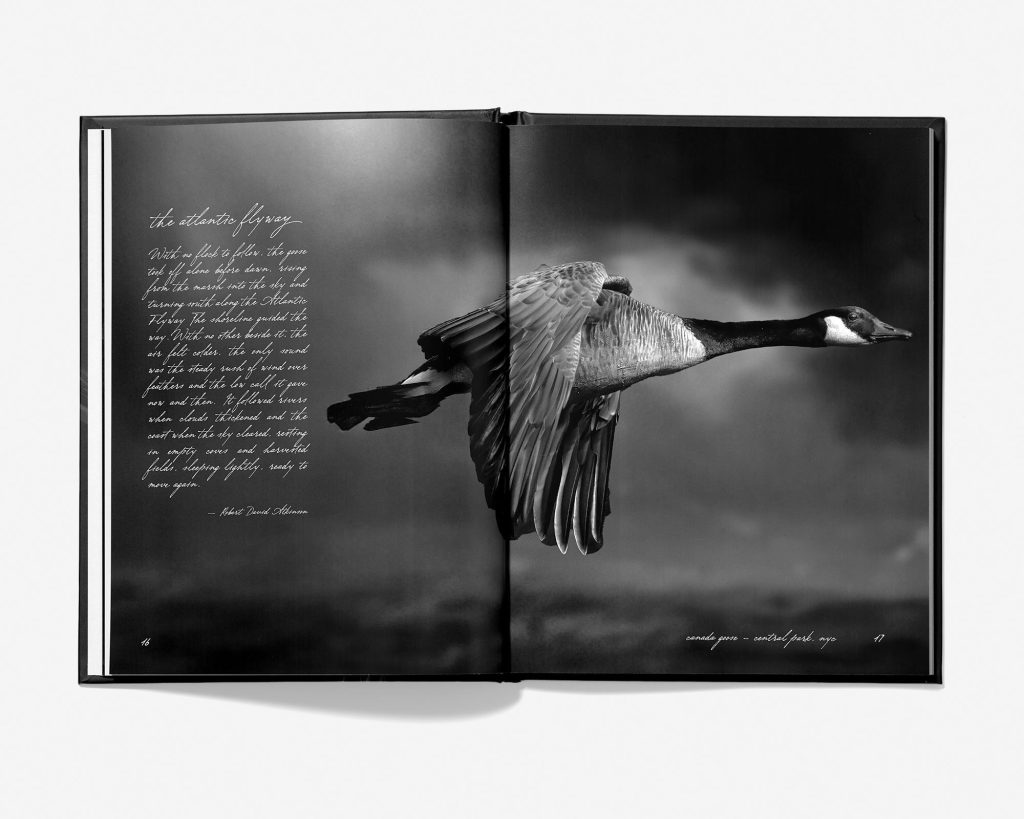 Flyway